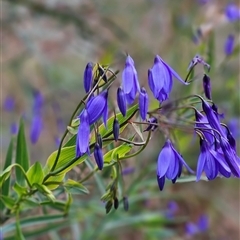 Stypandra glauca at Bogan Gate, NSW - 30 Aug 2025 10:02 AM