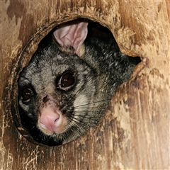 Trichosurus vulpecula (Common Brushtail Possum) at Braidwood, NSW - 30 Aug 2025 by MatthewFrawley