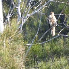 Haliastur sphenurus (Whistling Kite) at Coral Cove, QLD - 19 Jul 2025 by Gaylesp8