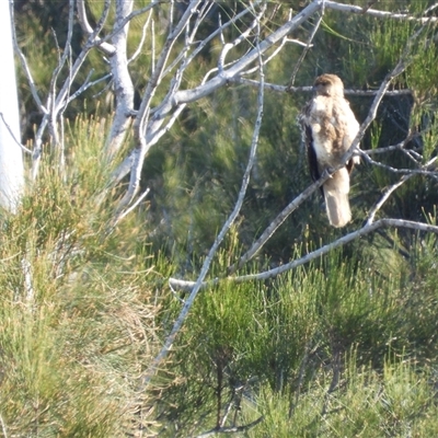 Haliastur sphenurus (Whistling Kite) at Coral Cove, QLD - 19 Jul 2025 by Gaylesp8