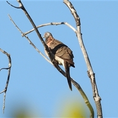 Geopelia humeralis (Bar-shouldered Dove) at Coral Cove, QLD - 19 Jul 2025 by Gaylesp8