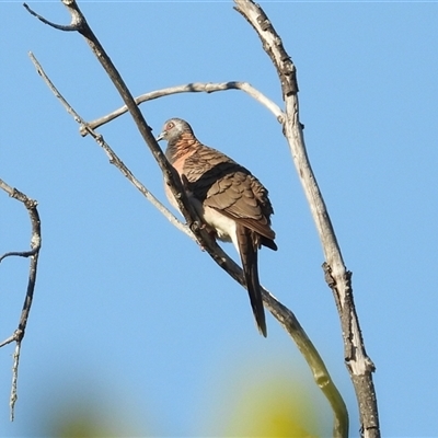 Geopelia humeralis (Bar-shouldered Dove) at Coral Cove, QLD - 19 Jul 2025 by Gaylesp8
