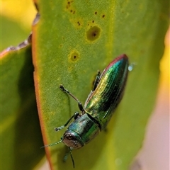 Melobasis obscurella (Obscurella jewel beetle) at Jerrabomberra, NSW - 30 Aug 2025 by Miranda