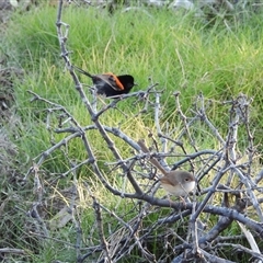 Malurus melanocephalus (Red-backed Fairywren) at Coral Cove, QLD - 19 Jul 2025 by Gaylesp8