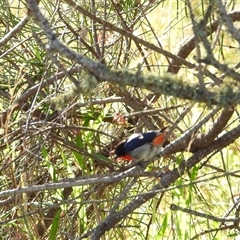 Dicaeum hirundinaceum (Mistletoebird) at Coral Cove, QLD - 19 Jul 2025 by Gaylesp8
