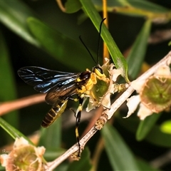 Metopius sp. (genus) at Acton, ACT - 4 Feb 2025 by Roger