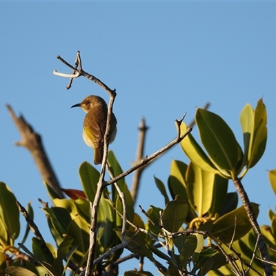 Lichmera indistincta (Brown Honeyeater) at Coral Cove, QLD - 19 Jul 2025 by Gaylesp8