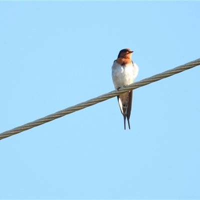 Hirundo neoxena (Welcome Swallow) at Coral Cove, QLD - 19 Jul 2025 by Gaylesp8