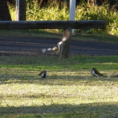 Entomyzon cyanotis (Blue-faced Honeyeater) at Innes Park, QLD - 19 Jul 2025 by Gaylesp8
