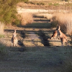 Macropus giganteus (Eastern Grey Kangaroo) at Coral Cove, QLD - 19 Jul 2025 by Gaylesp8