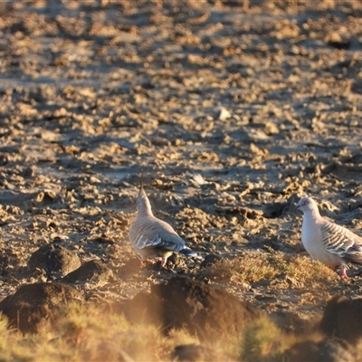 Ocyphaps lophotes (Crested Pigeon) at Coral Cove, QLD - 19 Jul 2025 by Gaylesp8