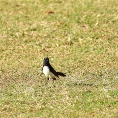 Rhipidura leucophrys (Willie Wagtail) at Innes Park, QLD - 19 Jul 2025 by Gaylesp8