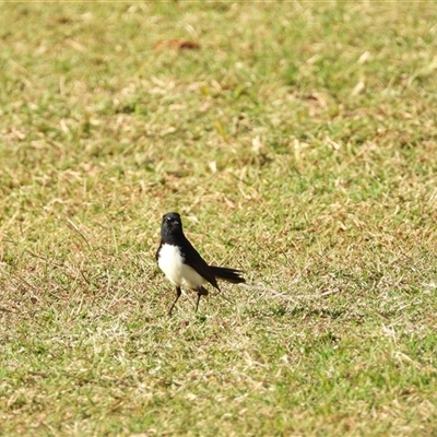 Rhipidura leucophrys (Willie Wagtail) at Innes Park, QLD - 19 Jul 2025 by Gaylesp8