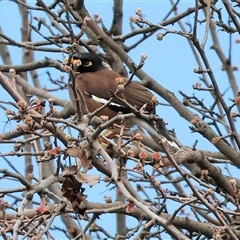 Acridotheres tristis (Common Myna) at Wodonga, VIC - 30 Aug 2025 by KylieWaldon