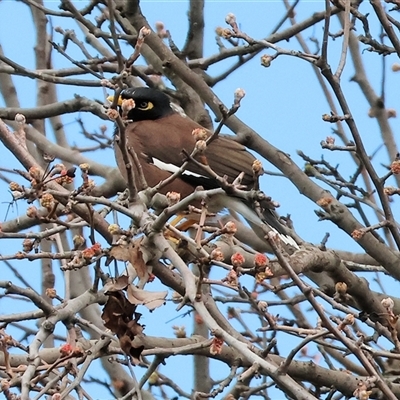 Acridotheres tristis (Common Myna) at Wodonga, VIC - 30 Aug 2025 by KylieWaldon