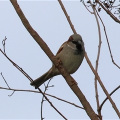 Passer domesticus (House Sparrow) at Wodonga, VIC - 30 Aug 2025 by KylieWaldon