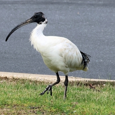 Threskiornis molucca (Australian White Ibis) at Wodonga, VIC - 30 Aug 2025 by KylieWaldon