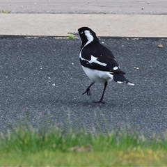 Grallina cyanoleuca (Magpie-lark) at Wodonga, VIC - 30 Aug 2025 by KylieWaldon