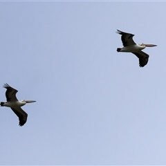 Pelecanus conspicillatus (Australian Pelican) at Wodonga, VIC - 30 Aug 2025 by KylieWaldon