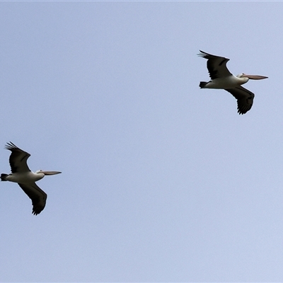 Pelecanus conspicillatus (Australian Pelican) at Wodonga, VIC - 30 Aug 2025 by KylieWaldon