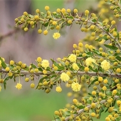 Acacia paradoxa at Wodonga, VIC - 30 Aug 2025 by KylieWaldon
