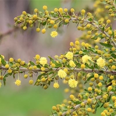 Acacia paradoxa at Wodonga, VIC - 30 Aug 2025 by KylieWaldon