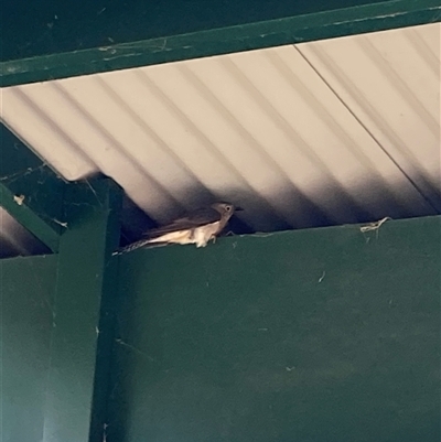 Cacomantis flabelliformis (Fan-tailed Cuckoo) at Theodore, ACT - 30 Aug 2025 by Cardy