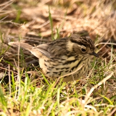 Pyrrholaemus sagittatus (Speckled Warbler) at Weetangera, ACT - 30 Aug 2025 by Thurstan