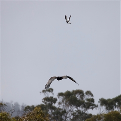 Aquila audax (Wedge-tailed Eagle) at Mount Clear, ACT - 28 Aug 2025 by jb2602