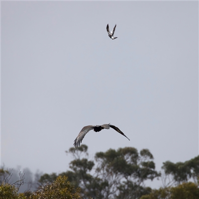 Aquila audax (Wedge-tailed Eagle) at Mount Clear, ACT - 28 Aug 2025 by jb2602