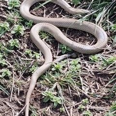 Pseudonaja textilis (Eastern Brown Snake) at Goulburn, NSW - 30 Aug 2025 by Lp