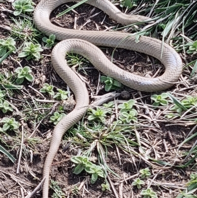 Pseudonaja textilis (Eastern Brown Snake) at Goulburn, NSW - 30 Aug 2025 by Lp