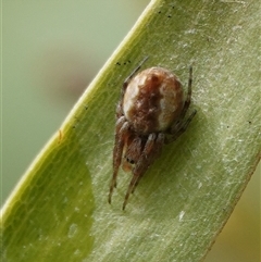 Araneus hamiltoni at Hall, ACT - 29 Aug 2025 by Anna123