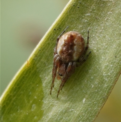 Araneus hamiltoni at Hall, ACT - 29 Aug 2025 by Anna123
