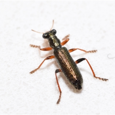 Lemidia subaenea (Clerid beetle) at Jerrabomberra, NSW - 30 Aug 2025 by DianneClarke