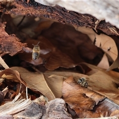 Apis mellifera (European honey bee) at Wodonga, VIC - 30 Aug 2025 by KylieWaldon