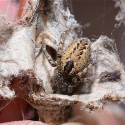Unverified Spider at Jerrabomberra, NSW - 30 Aug 2025 by DianneClarke