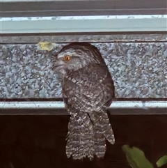 Podargus strigoides (Tawny Frogmouth) at Peregian Beach, QLD - 28 Aug 2025 by AaronClausen