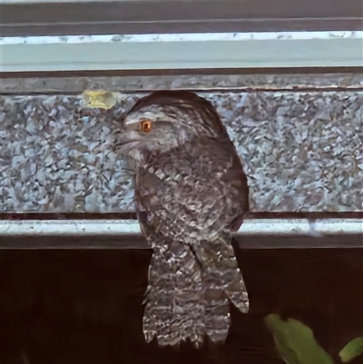 Podargus strigoides (Tawny Frogmouth) at Peregian Beach, QLD - 28 Aug 2025 by AaronClausen