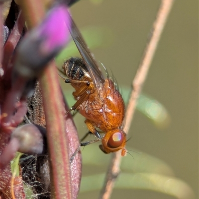 Lauxaniidae (family) (Unidentified lauxaniid fly) at Jerrabomberra, NSW - 30 Aug 2025 by Miranda