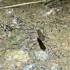 Symplecta (Trimicra) pilipes (A limoniid crane fly) at Dickson, ACT - 30 Aug 2025 by Lisa.Jok