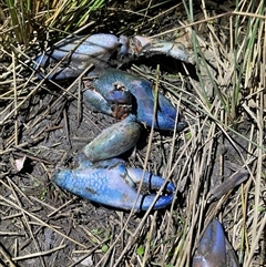Cherax destructor (Common Yabby) at Dickson, ACT - 30 Aug 2025 by Lisa.Jok