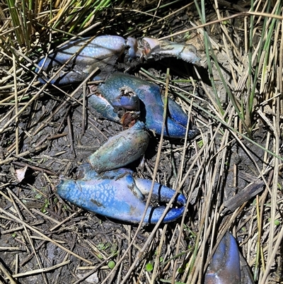 Cherax destructor (Common Yabby) at Dickson, ACT - 30 Aug 2025 by Lisa.Jok