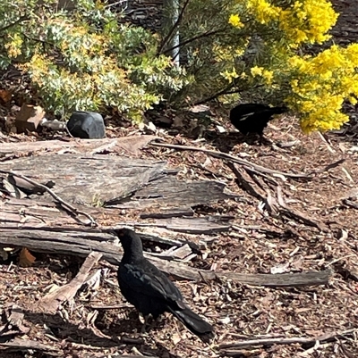 Corcorax melanorhamphos (White-winged Chough) at Dickson, ACT - 30 Aug 2025 by Lisa.Jok