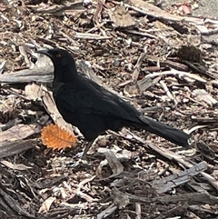 Corcorax melanorhamphos at Dickson, ACT - 30 Aug 2025 02:14 PM
