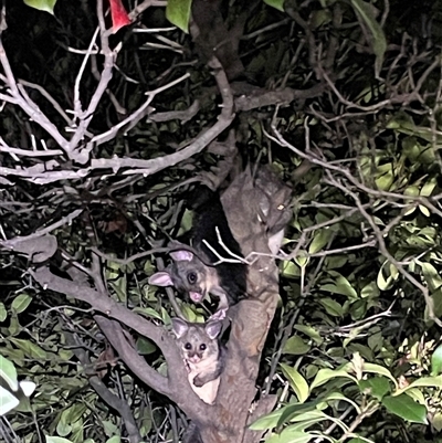 Phalangeridae (family) (Brushtail Possums) at Dickson, ACT - 30 Aug 2025 by Lisa.Jok