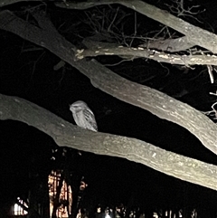 Podargus strigoides (Tawny Frogmouth) at Dickson, ACT - 30 Aug 2025 by Lisa.Jok