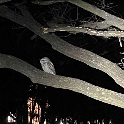 Podargus strigoides (Tawny Frogmouth) at Dickson, ACT - 30 Aug 2025 by Lisa.Jok