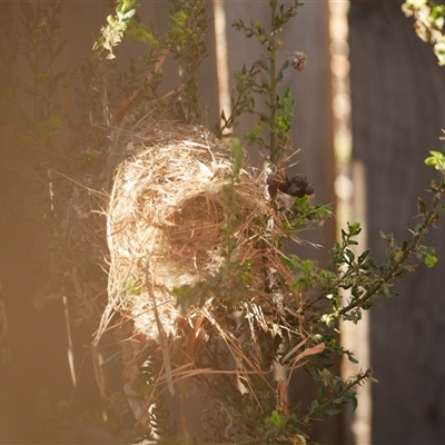 Acanthiza pusilla (Brown Thornbill) at Freshwater Creek, VIC - 9 Aug 2025 by WendyEM