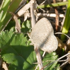 Zizina otis (Common Grass-Blue) at Freshwater Creek, VIC - 9 Aug 2025 by WendyEM